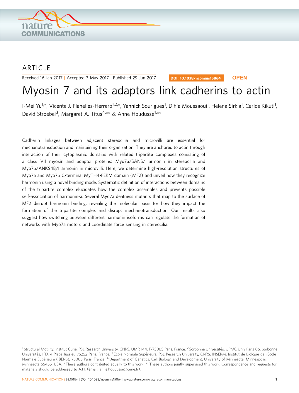 Myosin 7 and Its Adaptors Link Cadherins to Actin