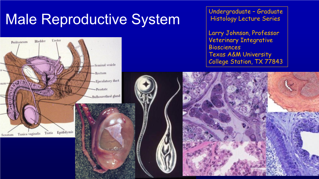 Male Reproductive System Larry Johnson, Professor Veterinary Integrative Biosciences Texas A&M University College Station, TX 77843 Objectives