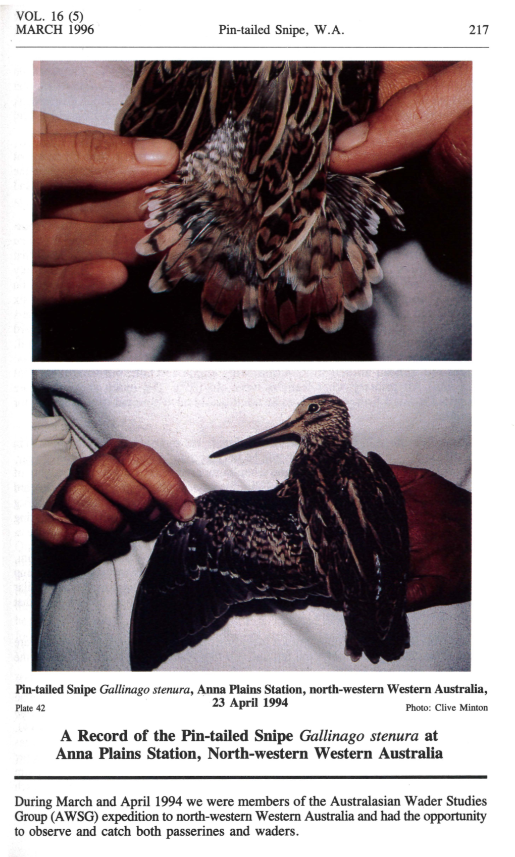 A Record of the Pin-Tailed Snipe Gallinago Stenura at Anna Plains Station, North-Western Western Australia