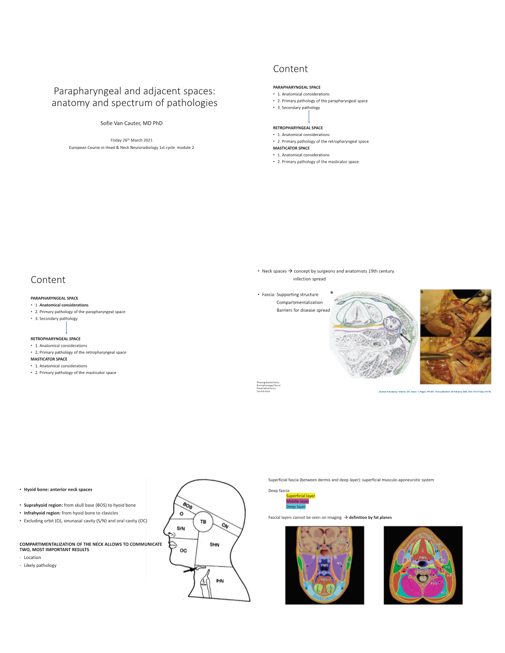 Parapharyngeal and Adjacent Spaces: • 1