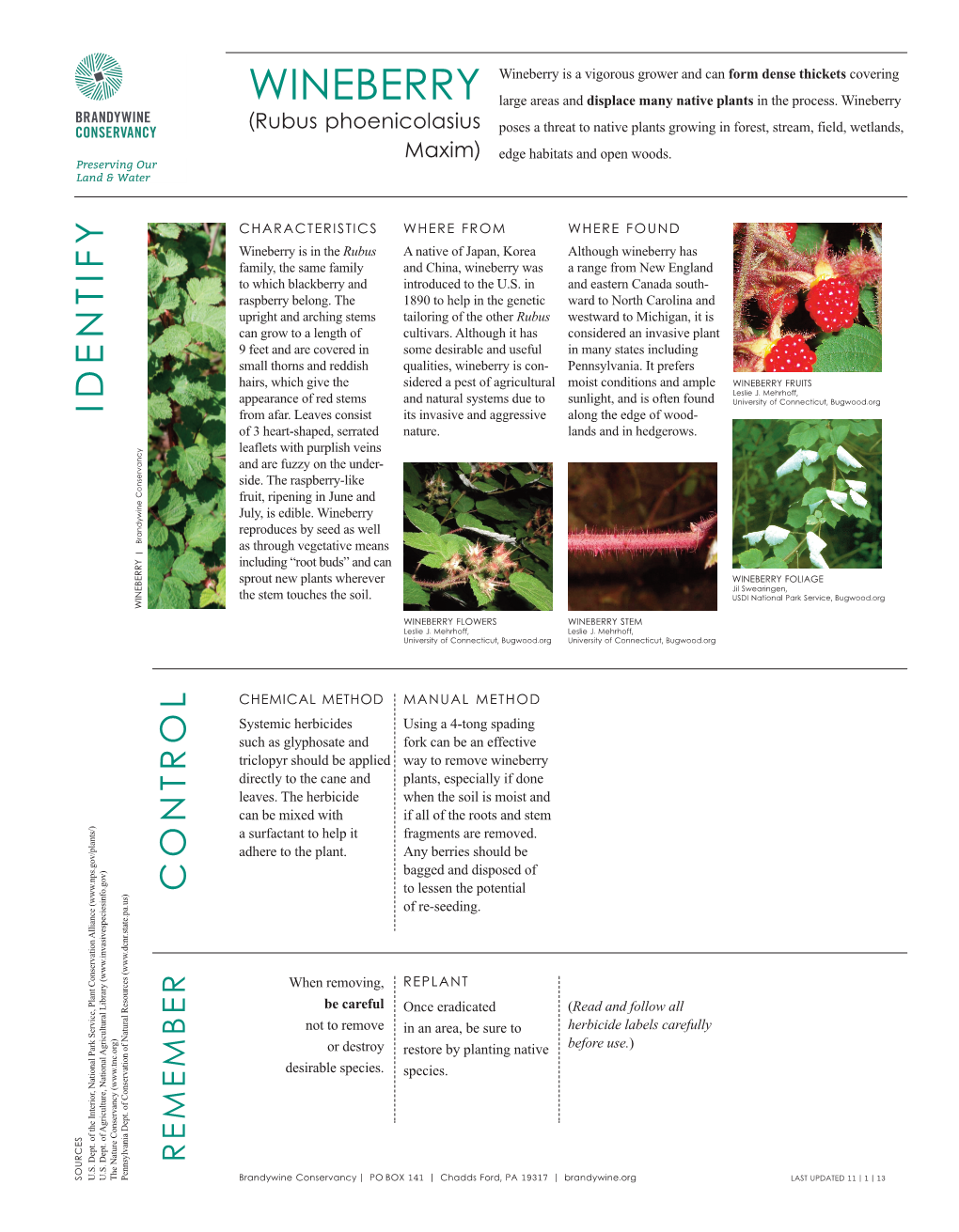 Wineberry Is a Vigorous Grower and Can Form Dense Thickets Covering WINEBERRY Large Areas and Displace Many Native Plants in the Process