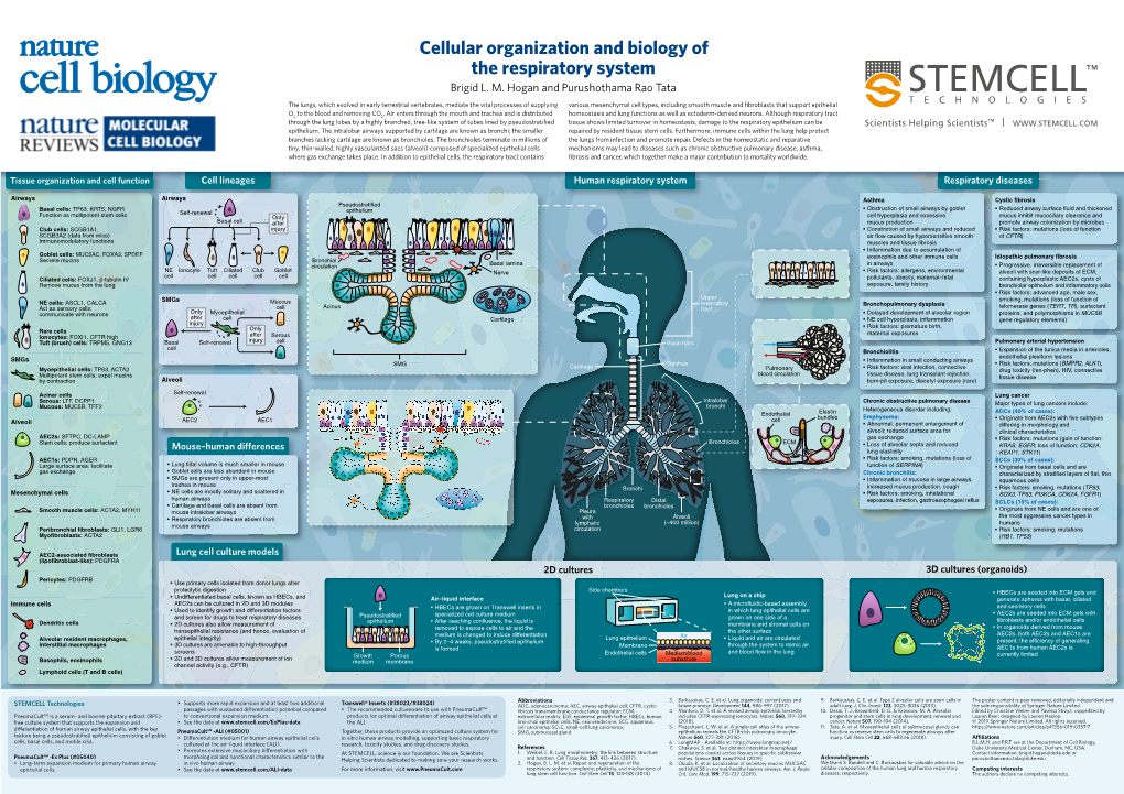 Cellular Organization and Biology of the Respiratory System Brigid L