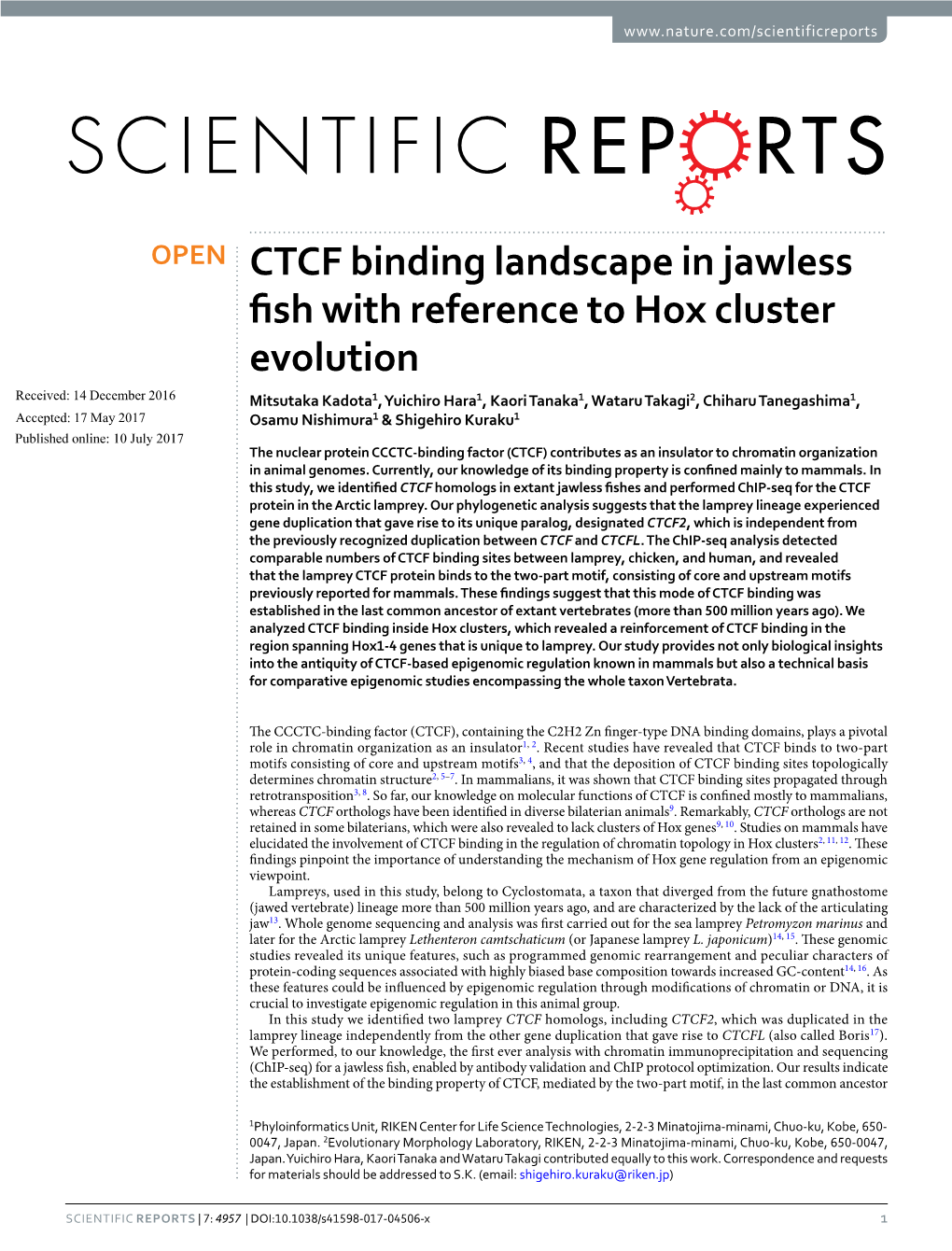 CTCF Binding Landscape in Jawless Fish with Reference to Hox Cluster