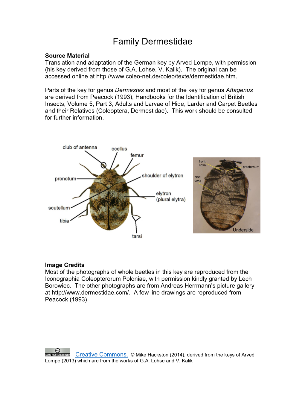 Family Dermestidae