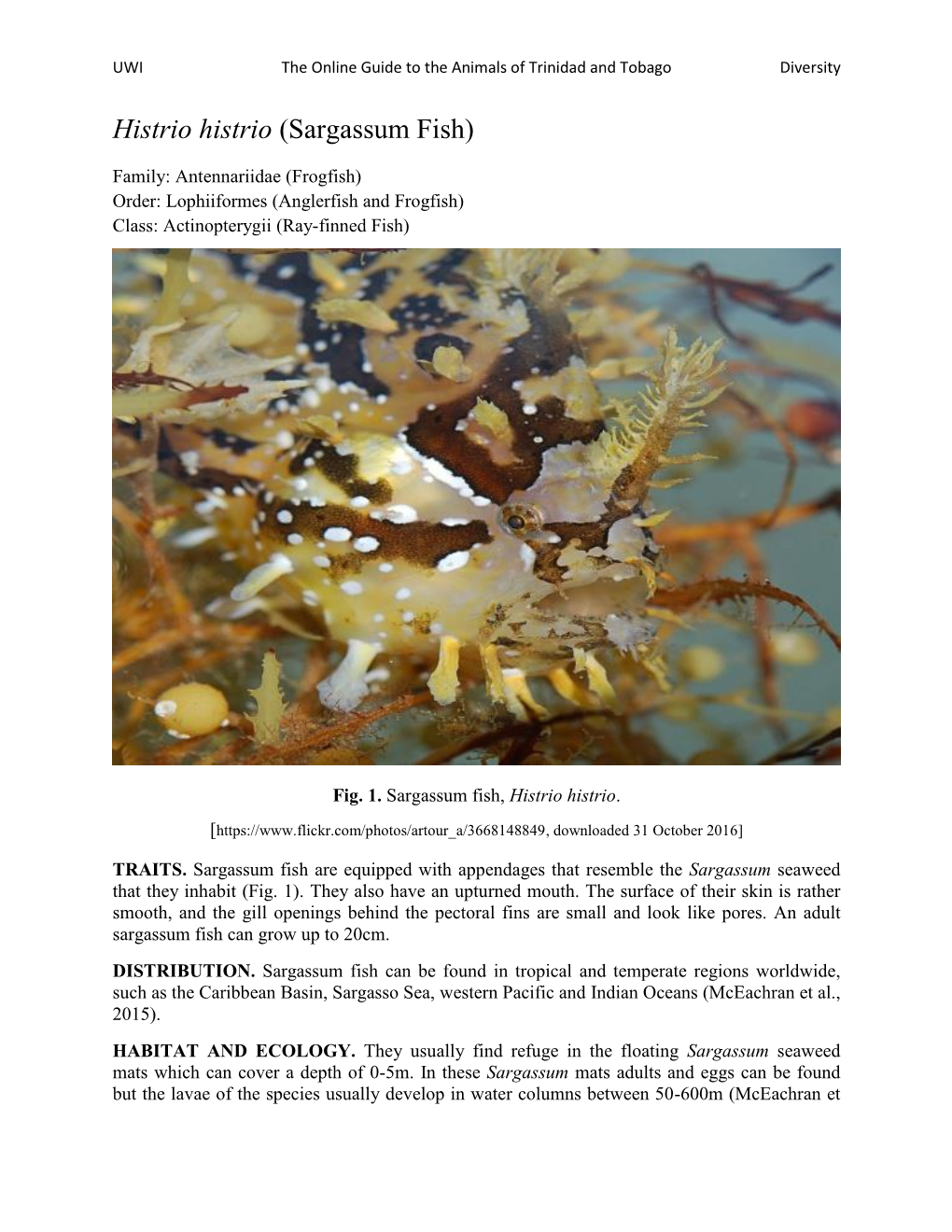Histrio Histrio (Sargassum Fish)