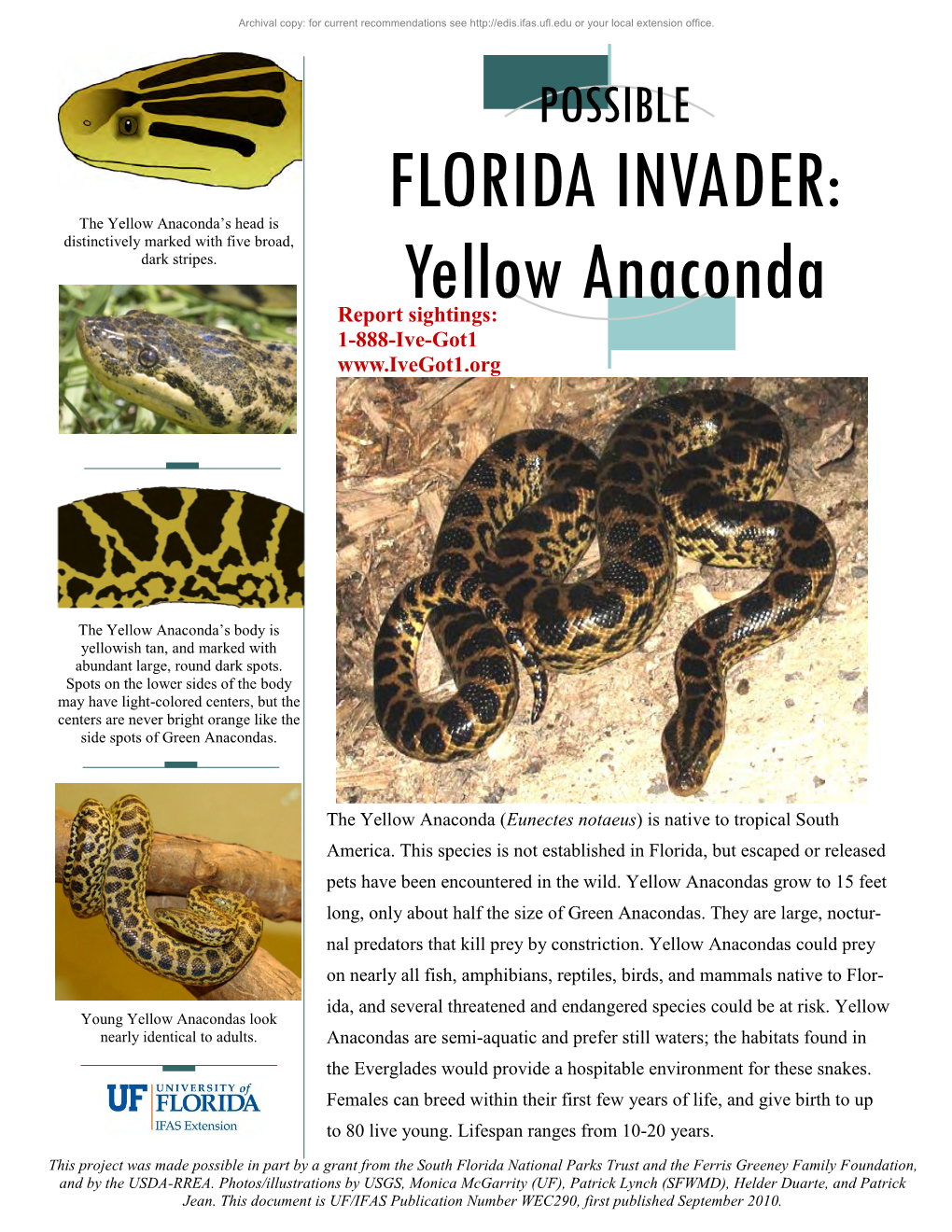 FLORIDA INVADER: Yellow Anaconda