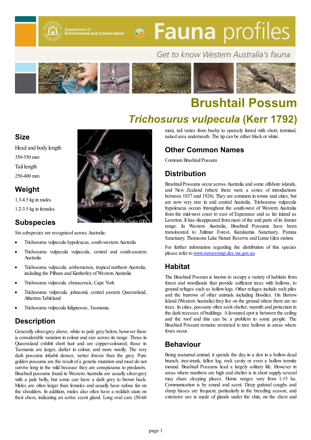 Common Brushtail Possum