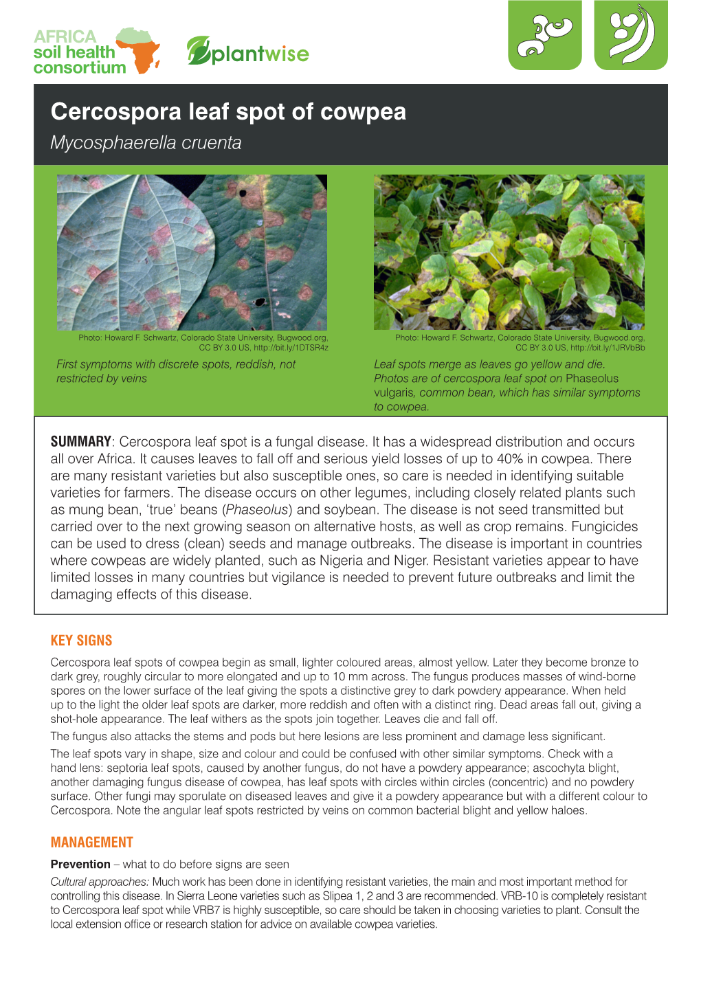 Cercospora Leaf Spot of Cowpea Mycosphaerella Cruenta