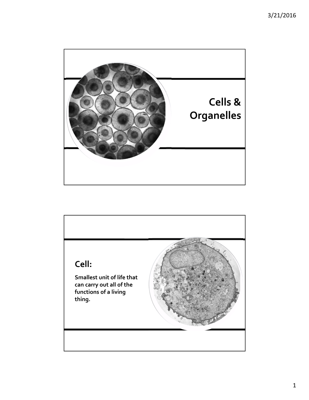 Cells & Organelles Complete.Pdf