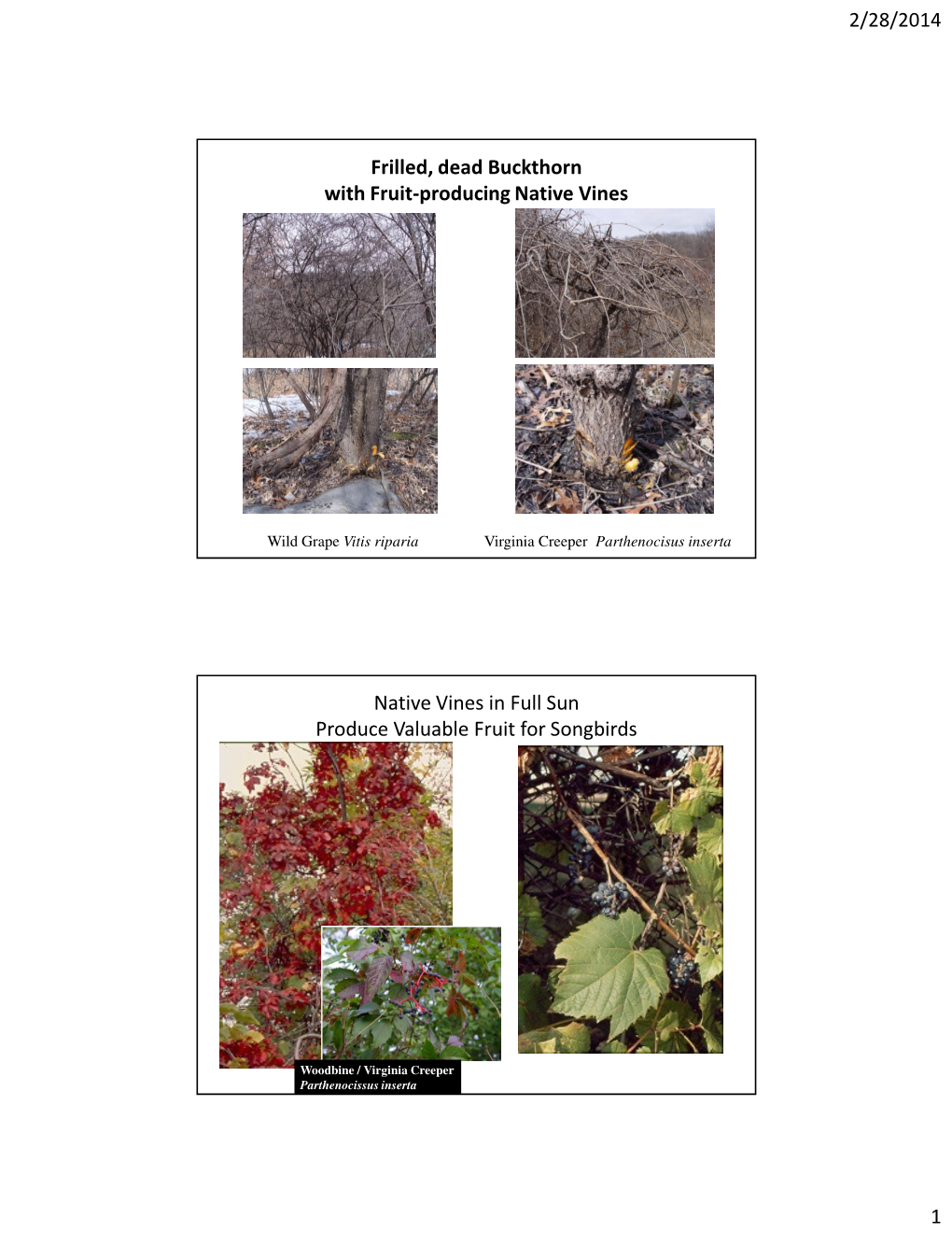 Frilled, Dead Buckthorn with Fruit-Producing Native Vines Native