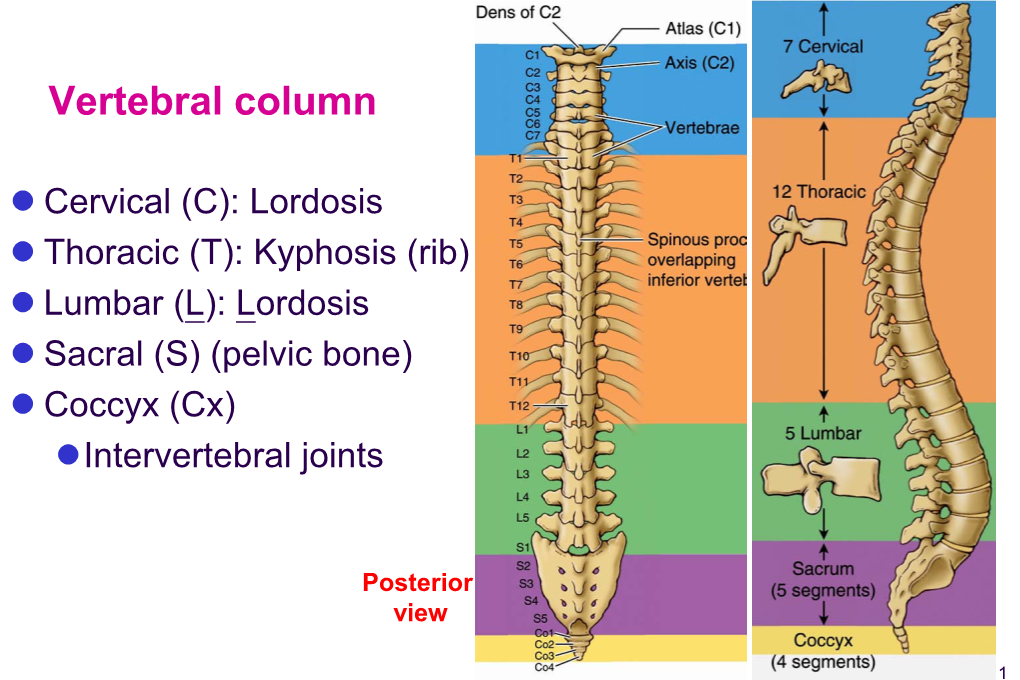 Bone Vertebrae