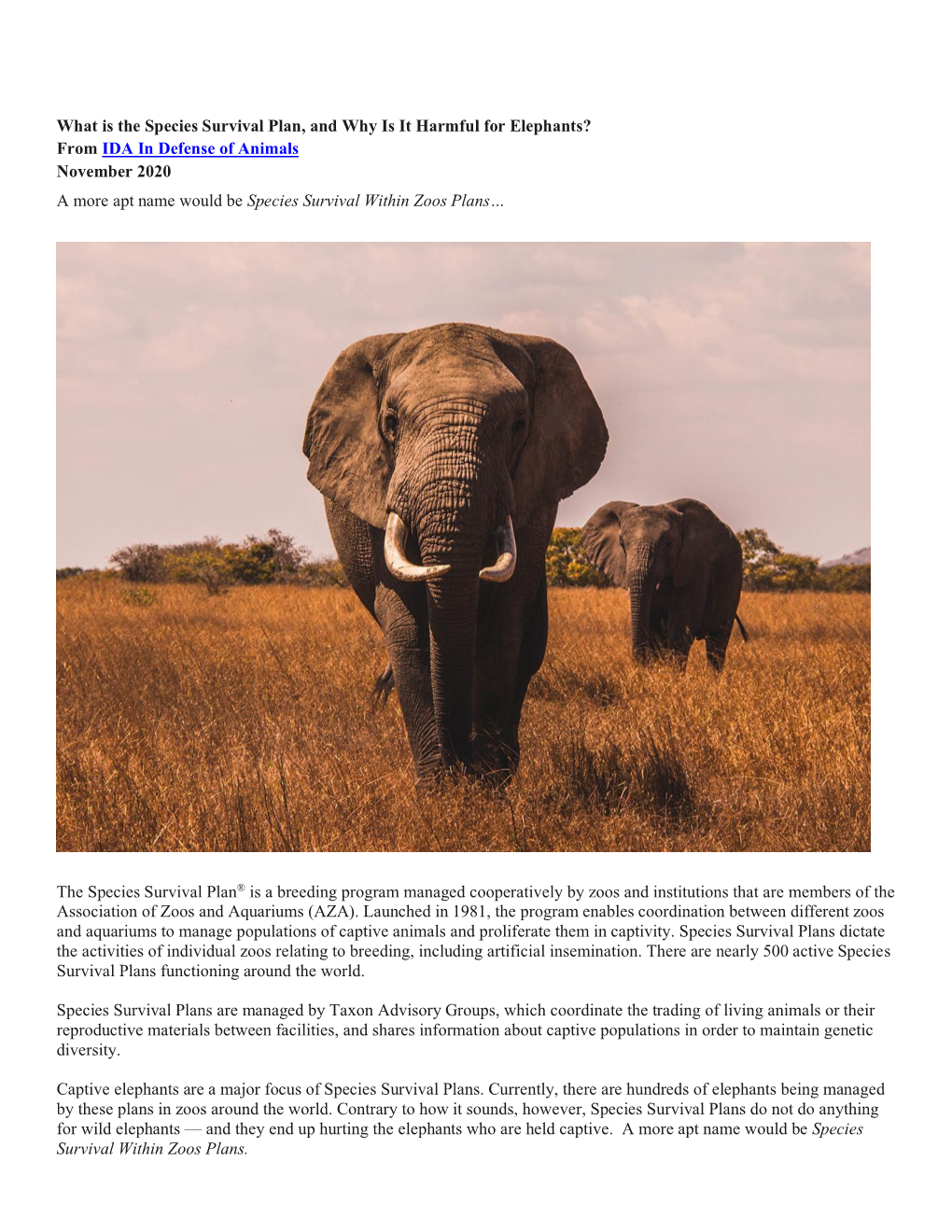 What Is the Species Survival Plan, and Why Is It Harmful for Elephants? from IDA in Defense of Animals November 2020 a More