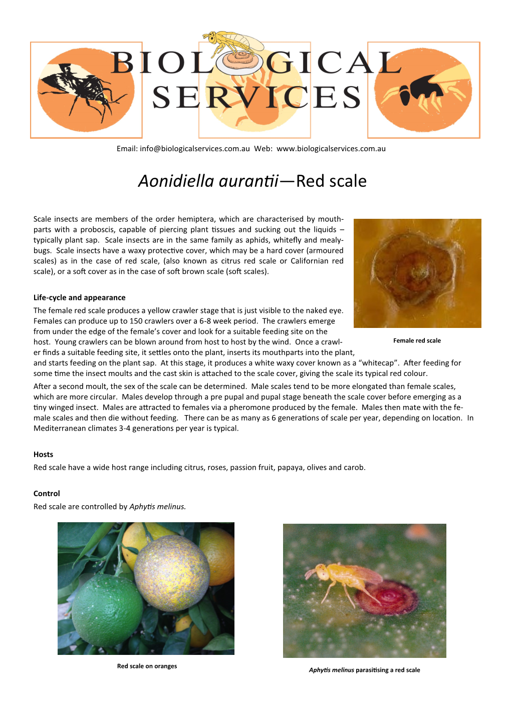 Aonidiella Auranfii—Red Scale