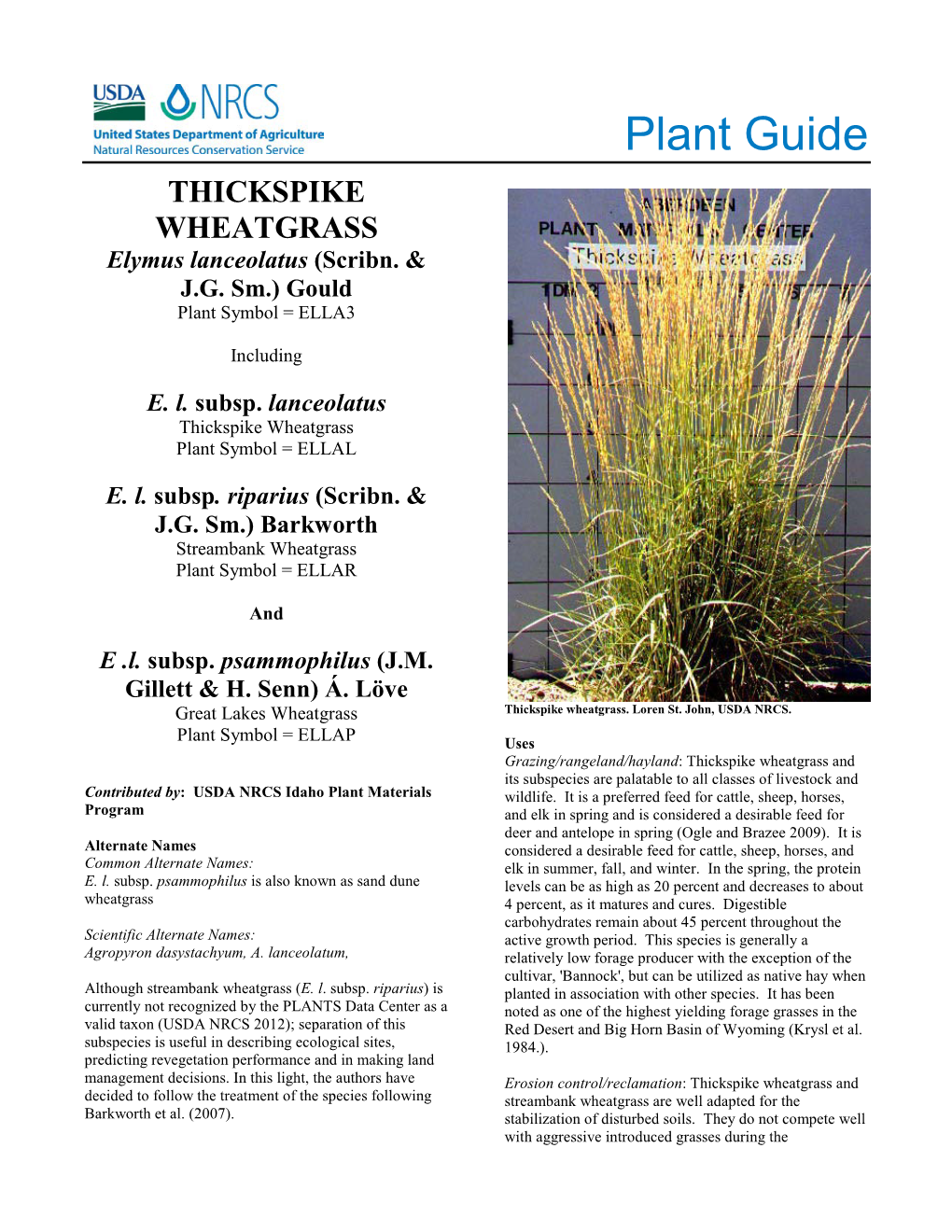 Plant Guide for Thickspike Wheatgrass (Elymus Lanceolatus)