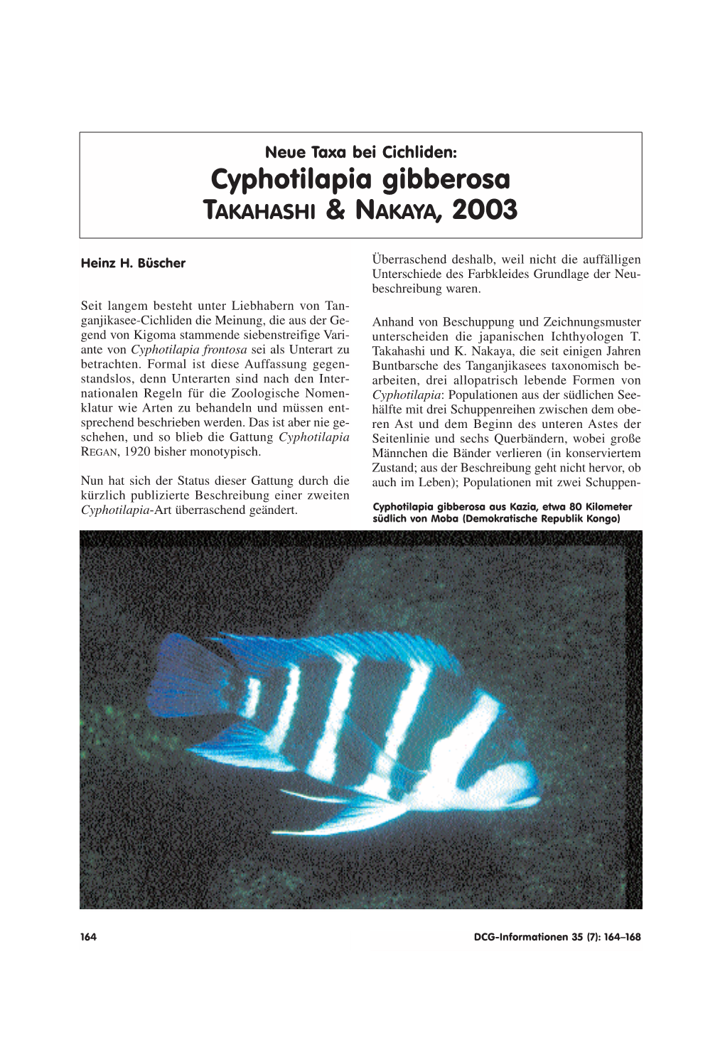 Cyphotilapia Gibberosa TAKAHASHI & NAKAYA, 2003