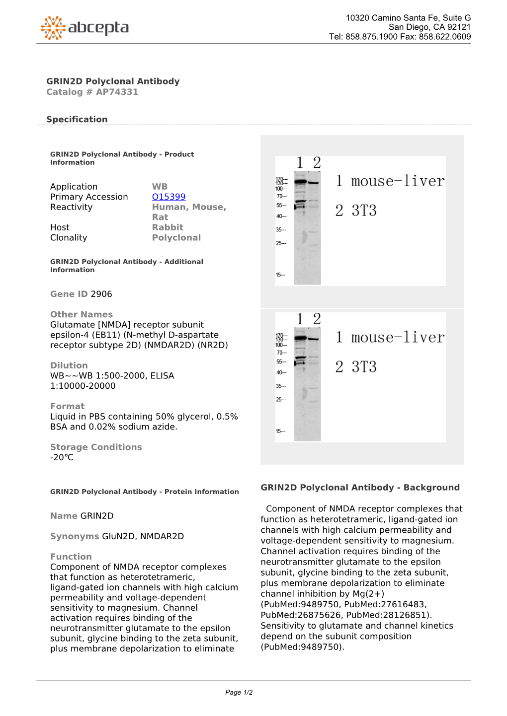 GRIN2D Polyclonal Antibody Catalog # AP74331