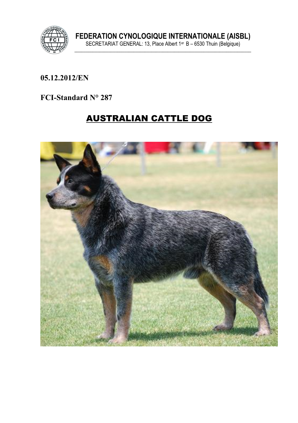 Australian Cattle Dog