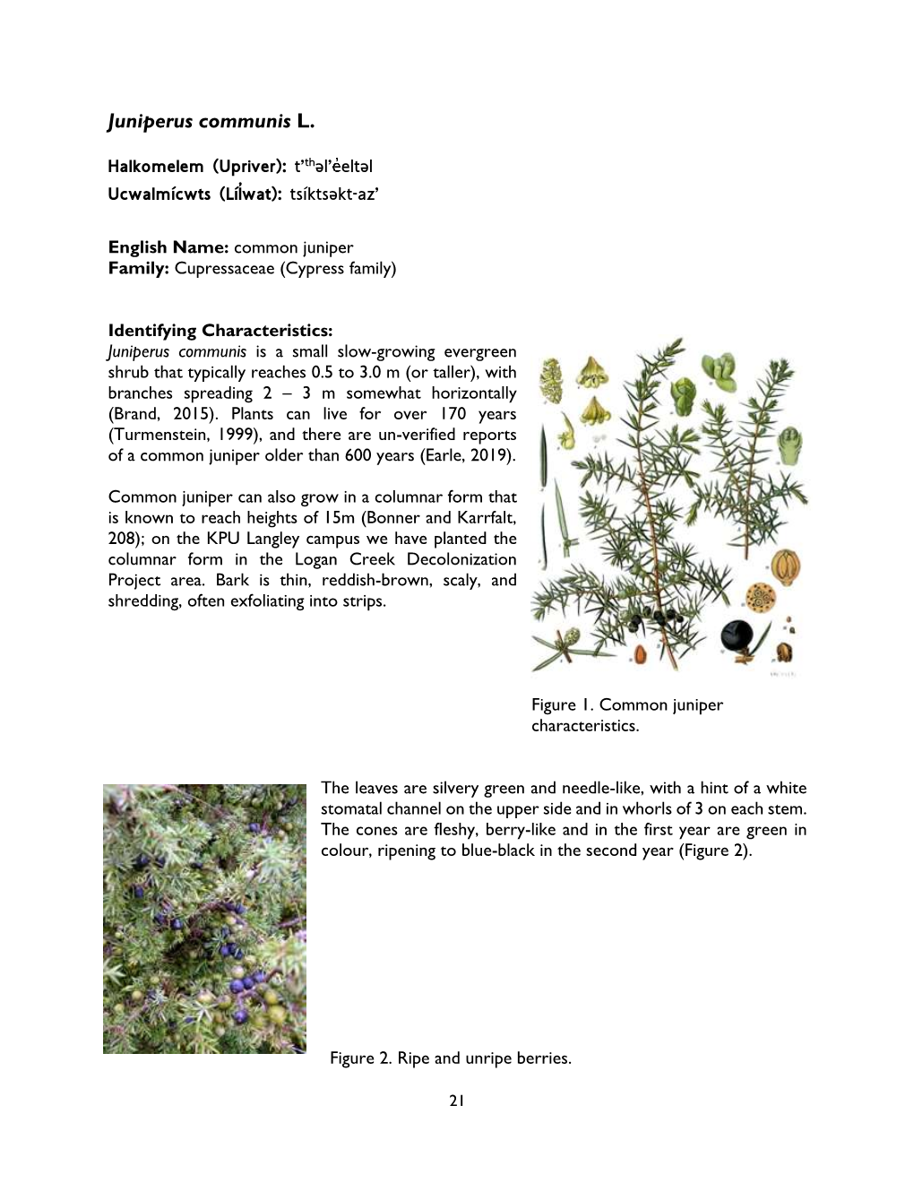 Juniperus Communis L