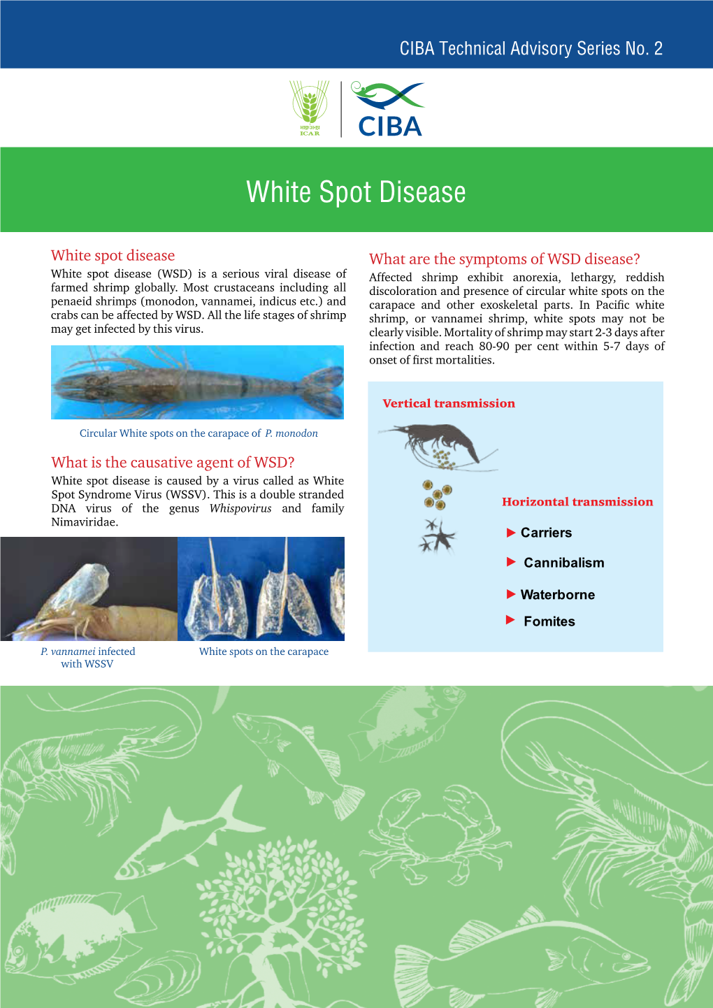 White Spot Disease