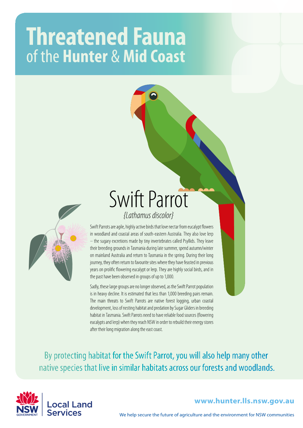 Swift Parrot