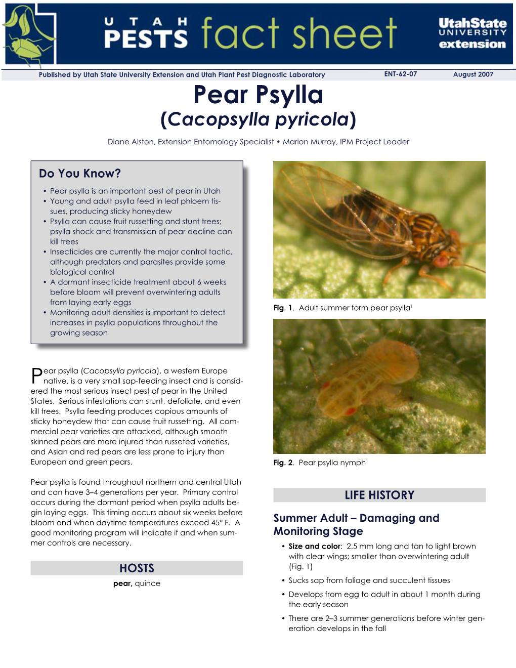 Pear Psylla (Cacopsylla Pyricola)