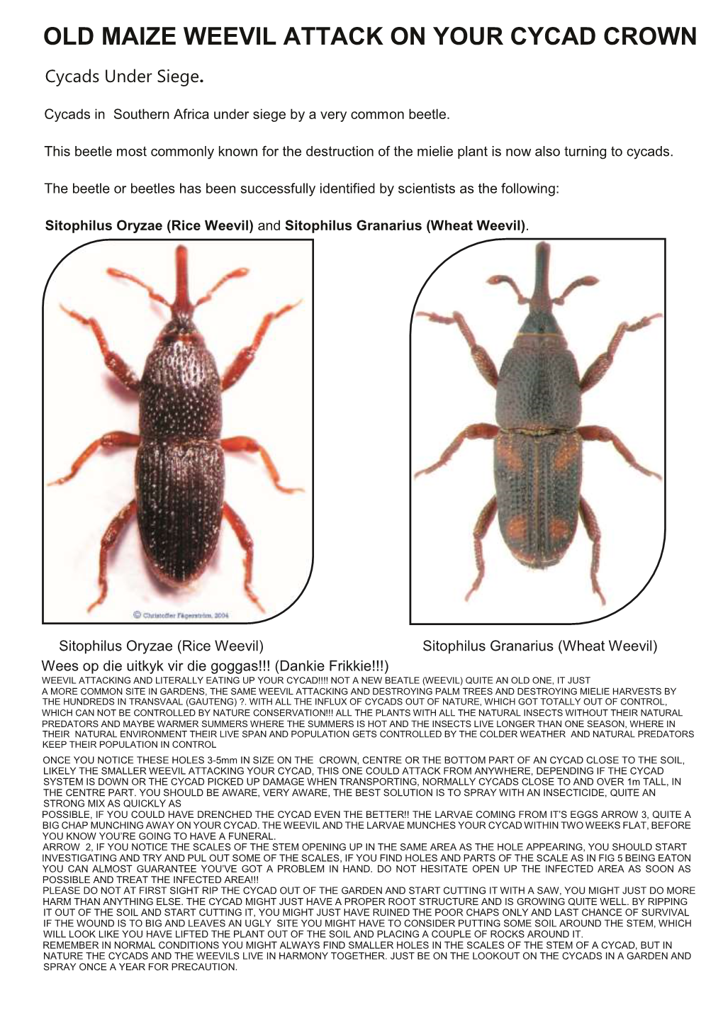 Old Maize Weevil Attack on Your Cycad Crown