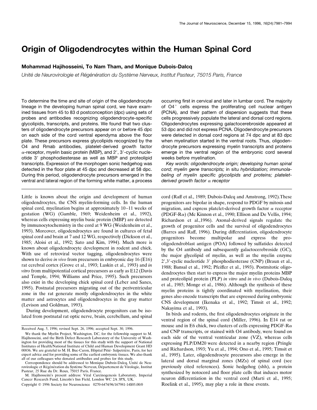 Origin of Oligodendrocytes Within the Human Spinal Cord