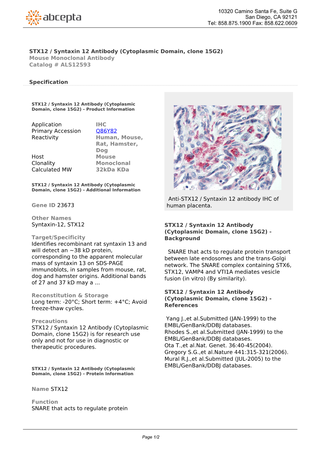 STX12 / Syntaxin 12 Antibody (Cytoplasmic Domain, Clone 15G2) Mouse Monoclonal Antibody Catalog # ALS12593