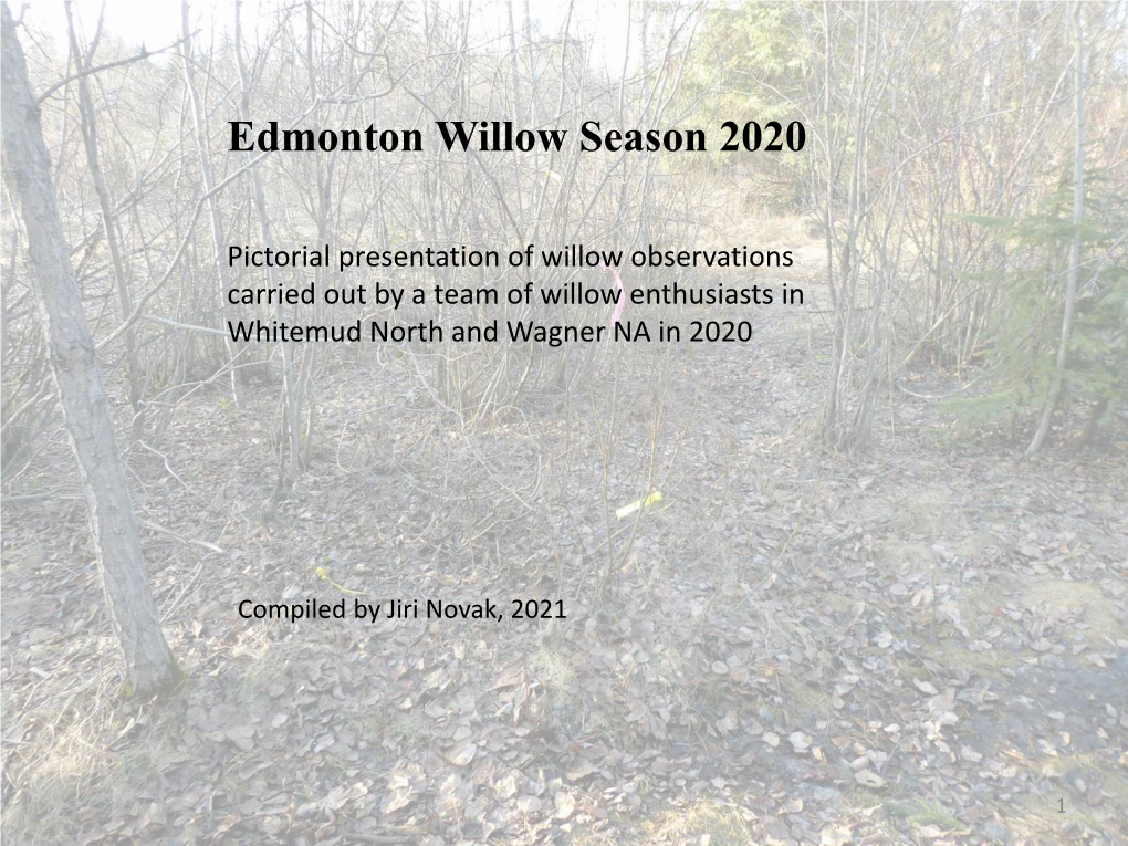 Edmonton Willow Season 2020