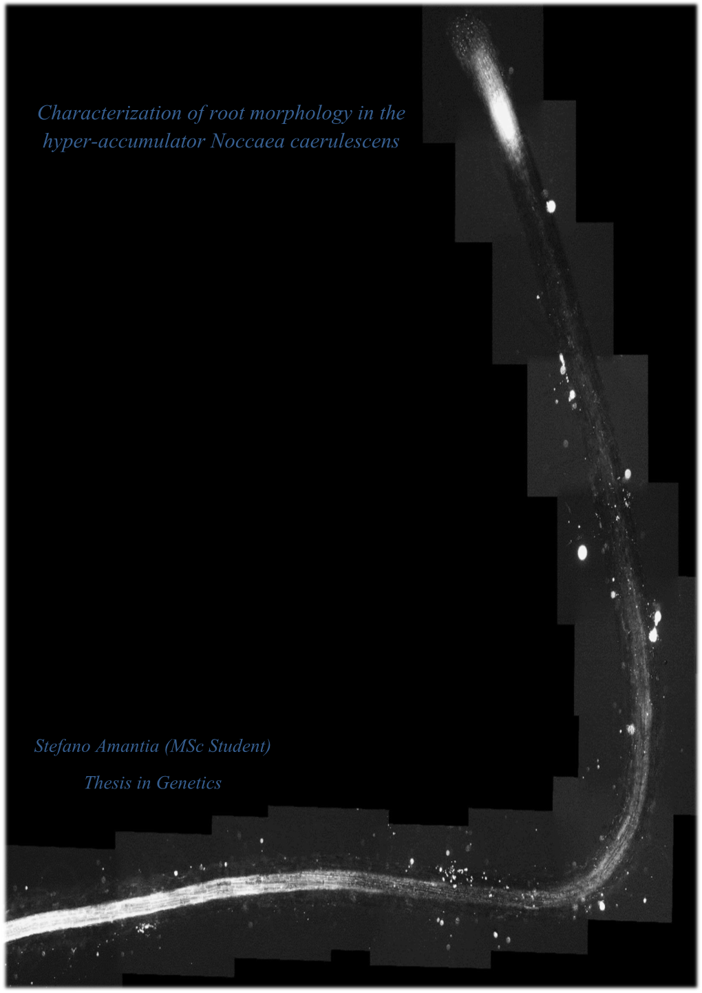 Characterization of Root Morphology in the Hyper-Accumulator Noccaea Caerulescens