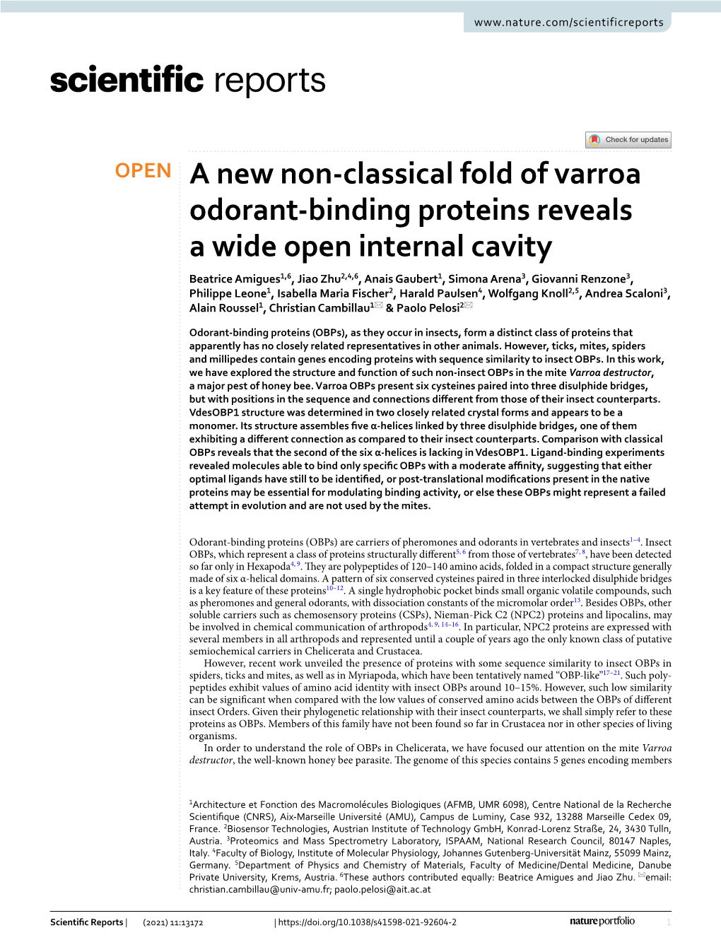 A New Non-Classical Fold of Varroa Odorant-Binding Proteins Reveals a Wide Open Internal Cavity