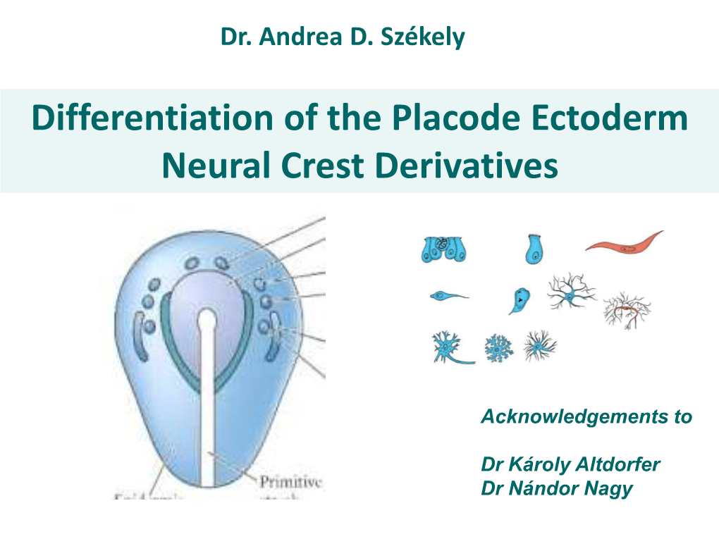 Differentiation of the Placode Ectoderm Neural Crest Derivatives