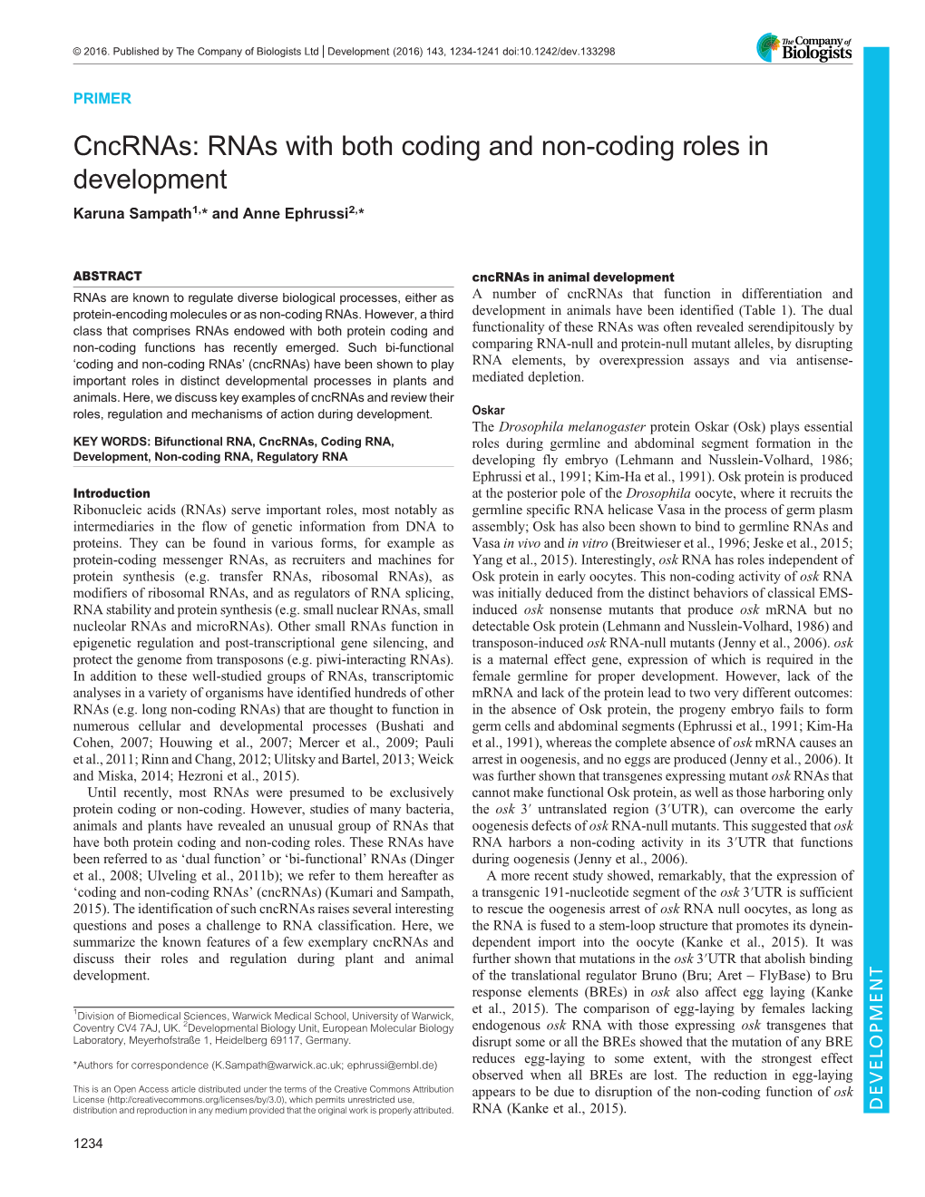 Cncrnas: Rnas with Both Coding and Non-Coding Roles in Development Karuna Sampath1,* and Anne Ephrussi2,*
