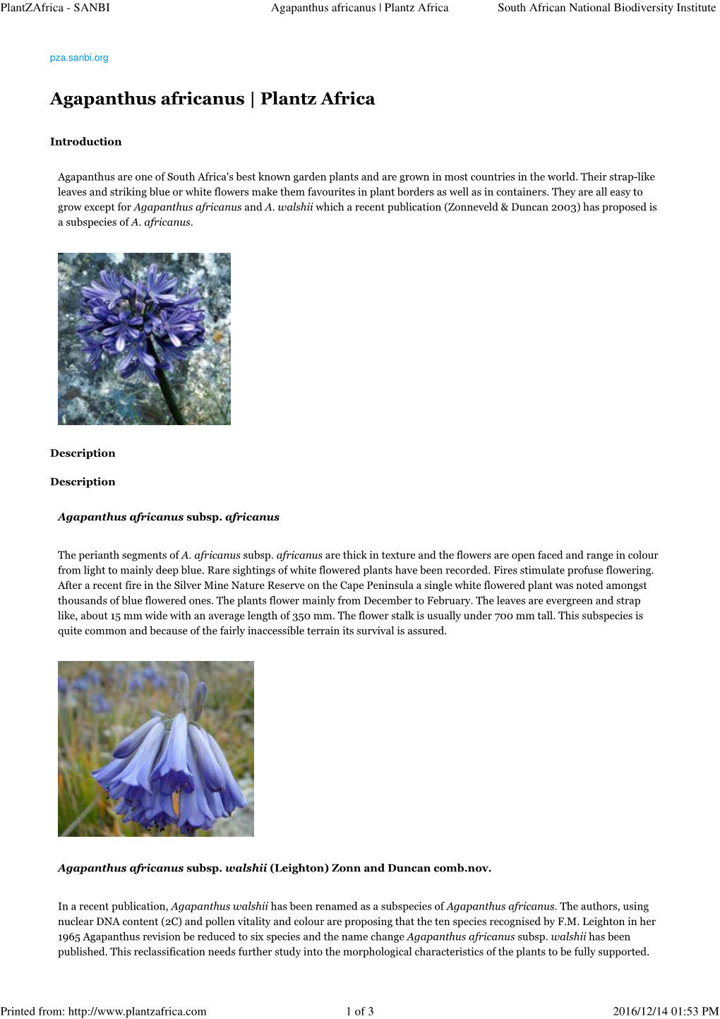 Agapanthus Africanus | Plantz Africa South African National Biodiversity Institute