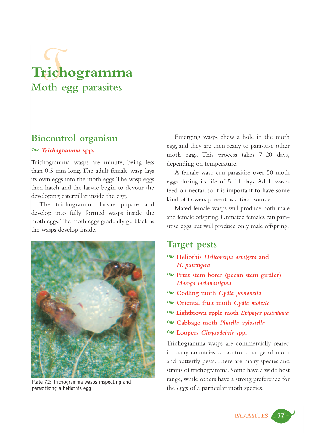 Trichogrammat Moth Egg Parasites