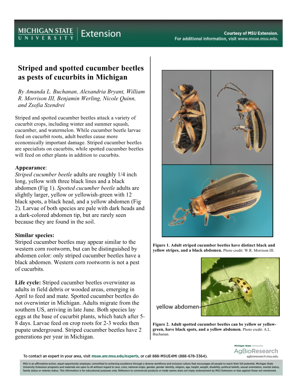 Striped and Spotted Cucumber Beetles As Pests of Cucurbits in Michigan