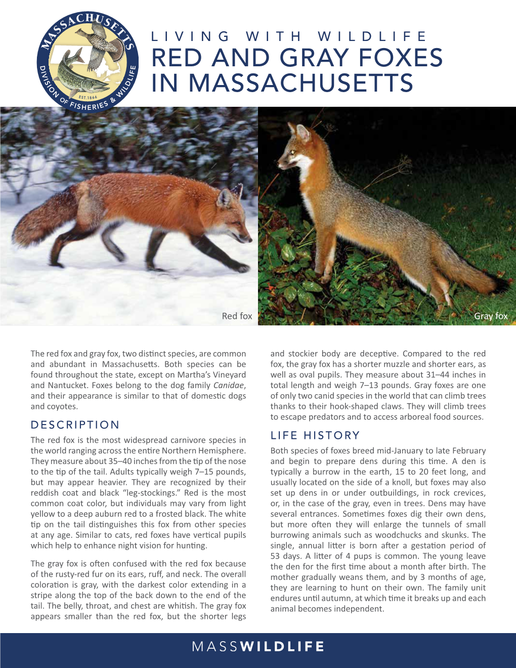 Foxes in Massachusetts