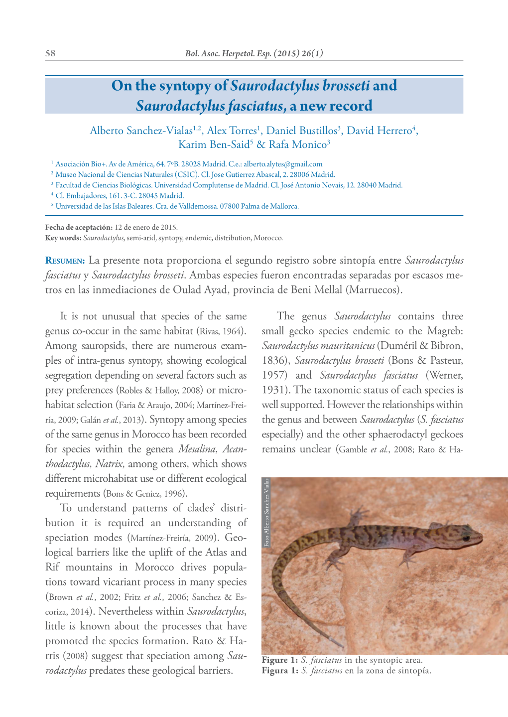 On the Syntopy of Saurodactylus Brosseti and Saurodactylus Fasciatus, a New Record