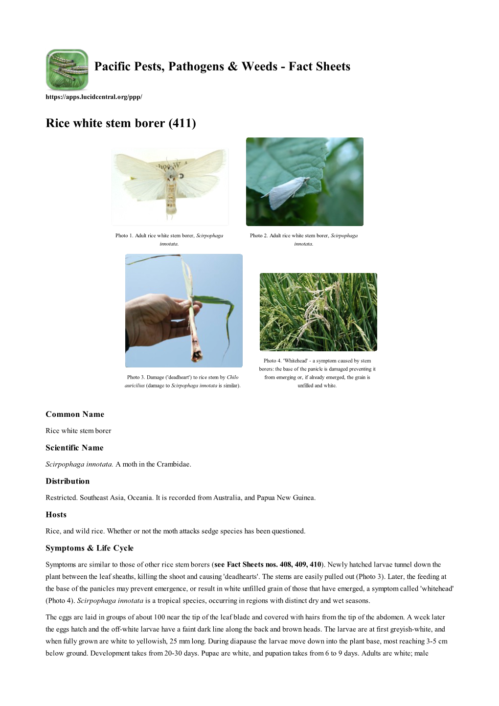 Rice White Stem Borer (411)