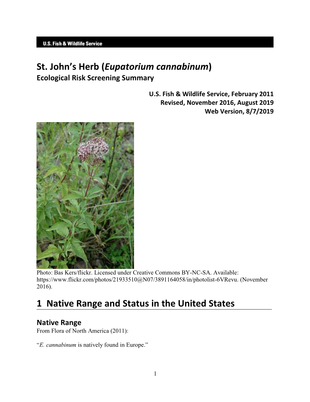 St. John's Herb (Eupatorium Cannabinum) ERSS