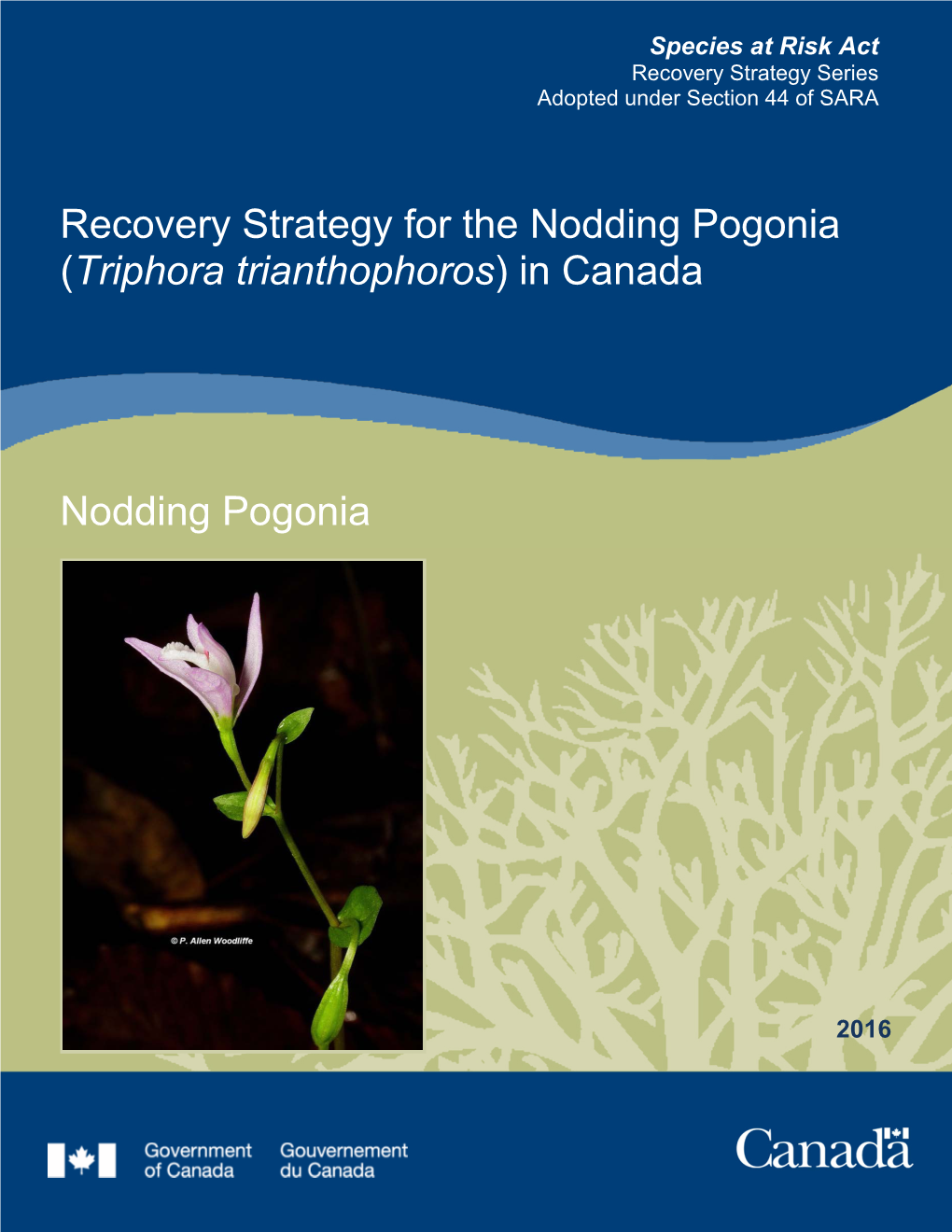 Nodding Pogonia (Triphora Trianthophoros) in Canada