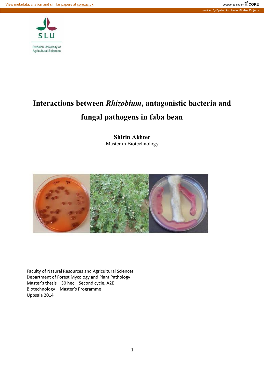 Interactions Between Rhizobium, Antagonistic Bacteria and Fungal Pathogens in Faba Bean