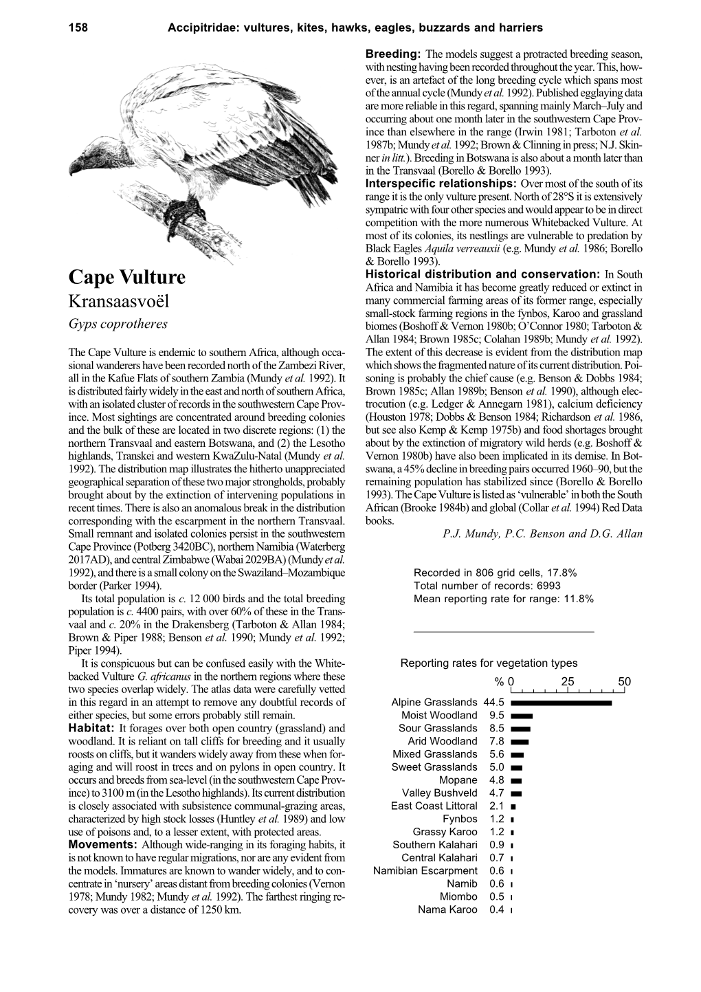 Cape Vulture