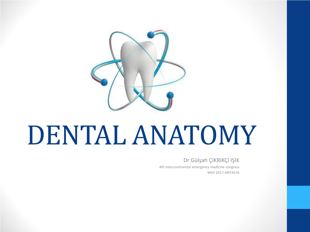 Dental Anatomy