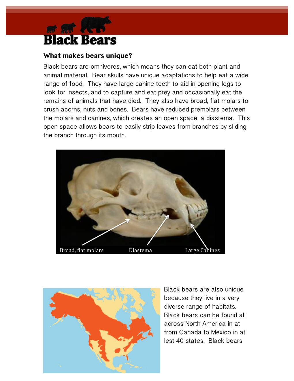 What Makes Bears Unique? Black Bears Are Omnivores, Which Means They Can Eat Both Plant and Animal Material