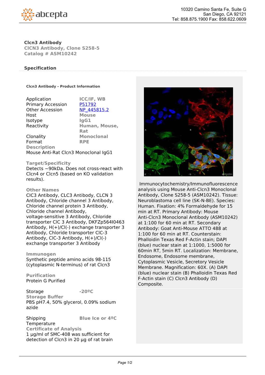 Clcn3 Antibody Clcn3 Antibody, Clone S258-5 Catalog # ASM10242