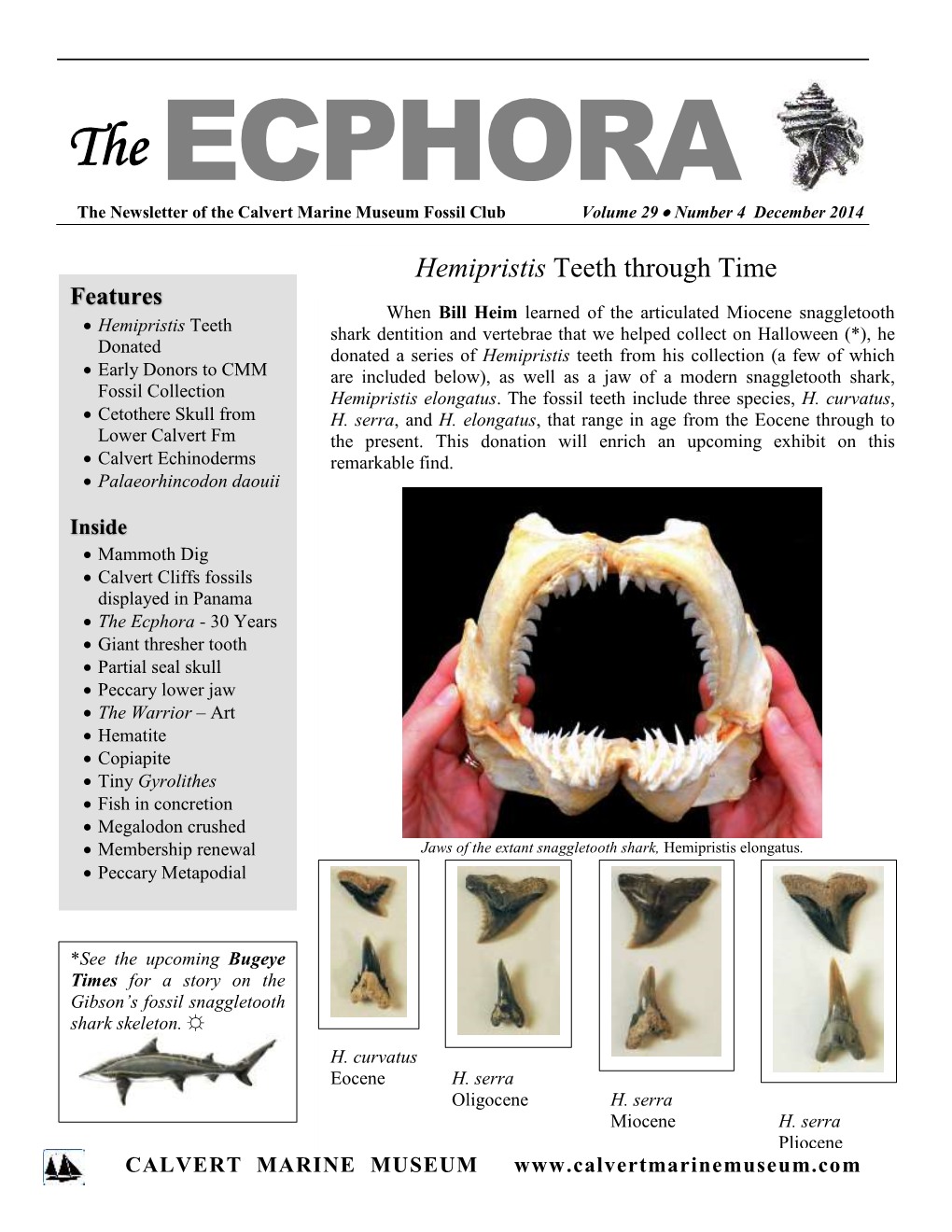 Hemipristis Teeth Through Time