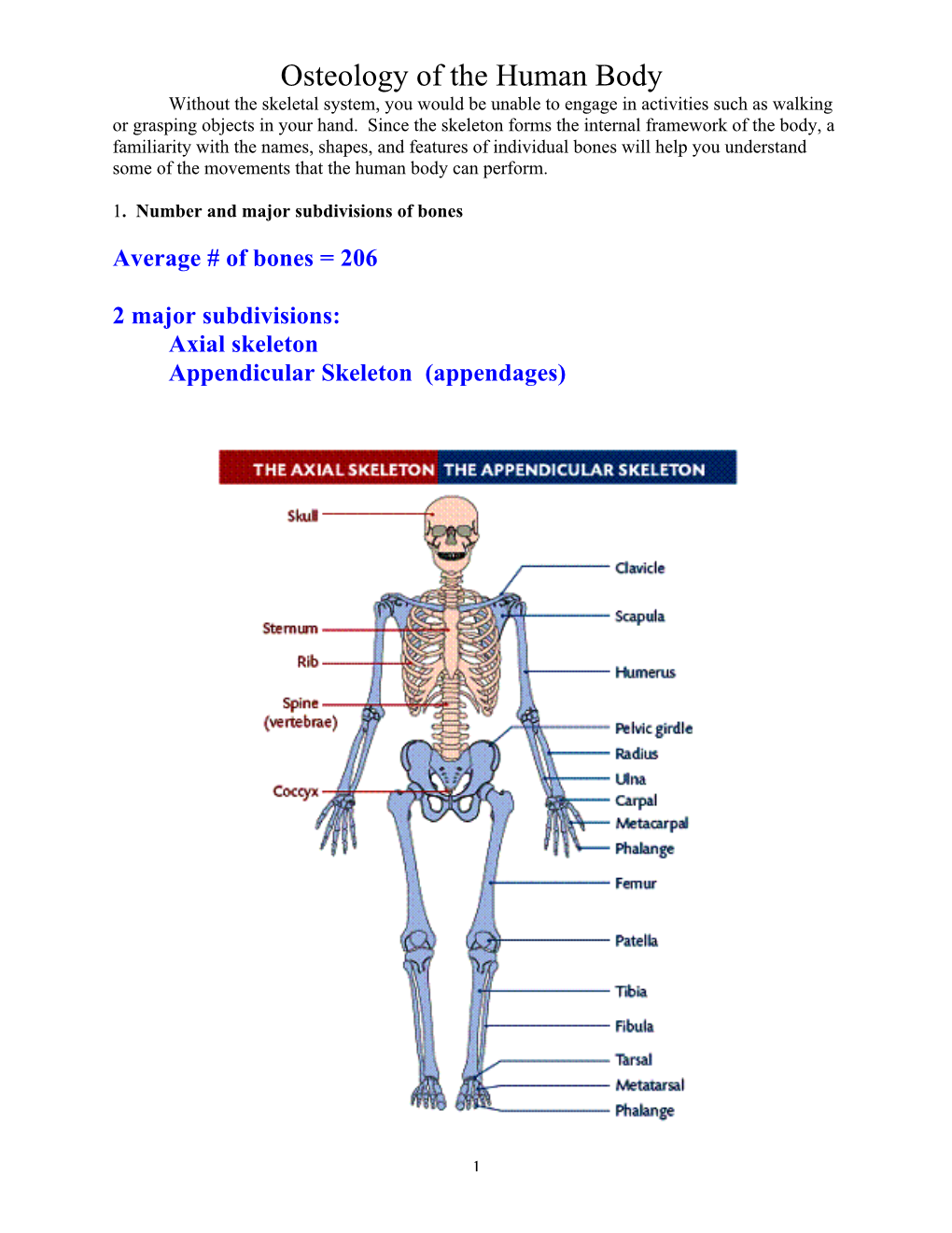 Osteology of the Human Body Without the Skeletal System, You Would Be Unable to Engage in Activities Such As Walking Or Grasping Objects in Your Hand