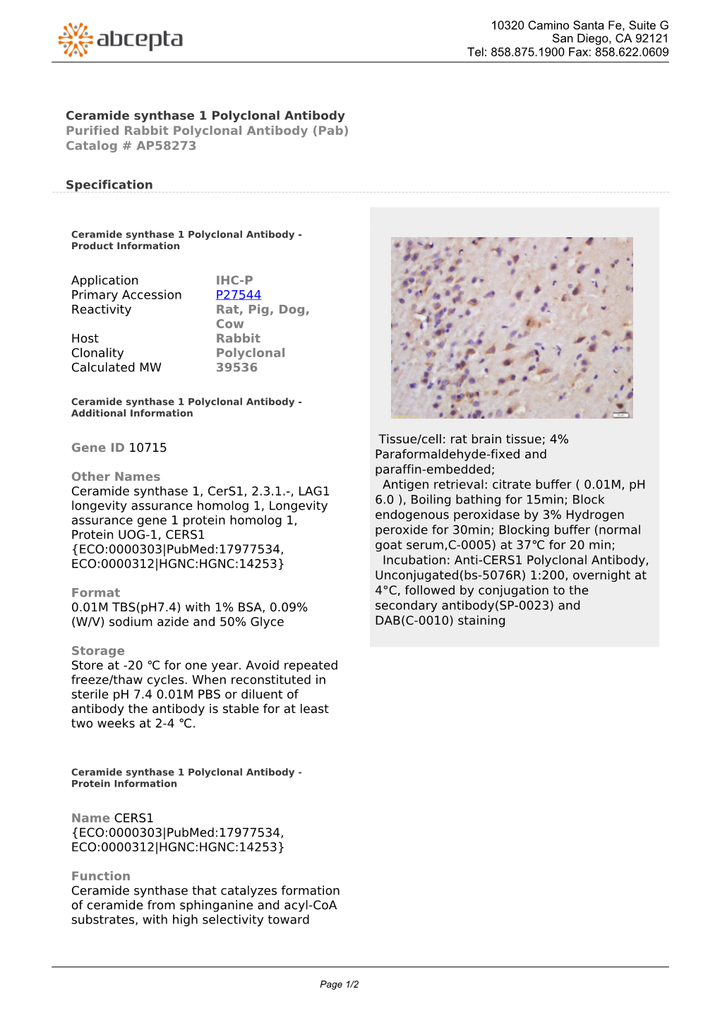 Ceramide Synthase 1 Polyclonal Antibody Purified Rabbit Polyclonal Antibody (Pab) Catalog # AP58273