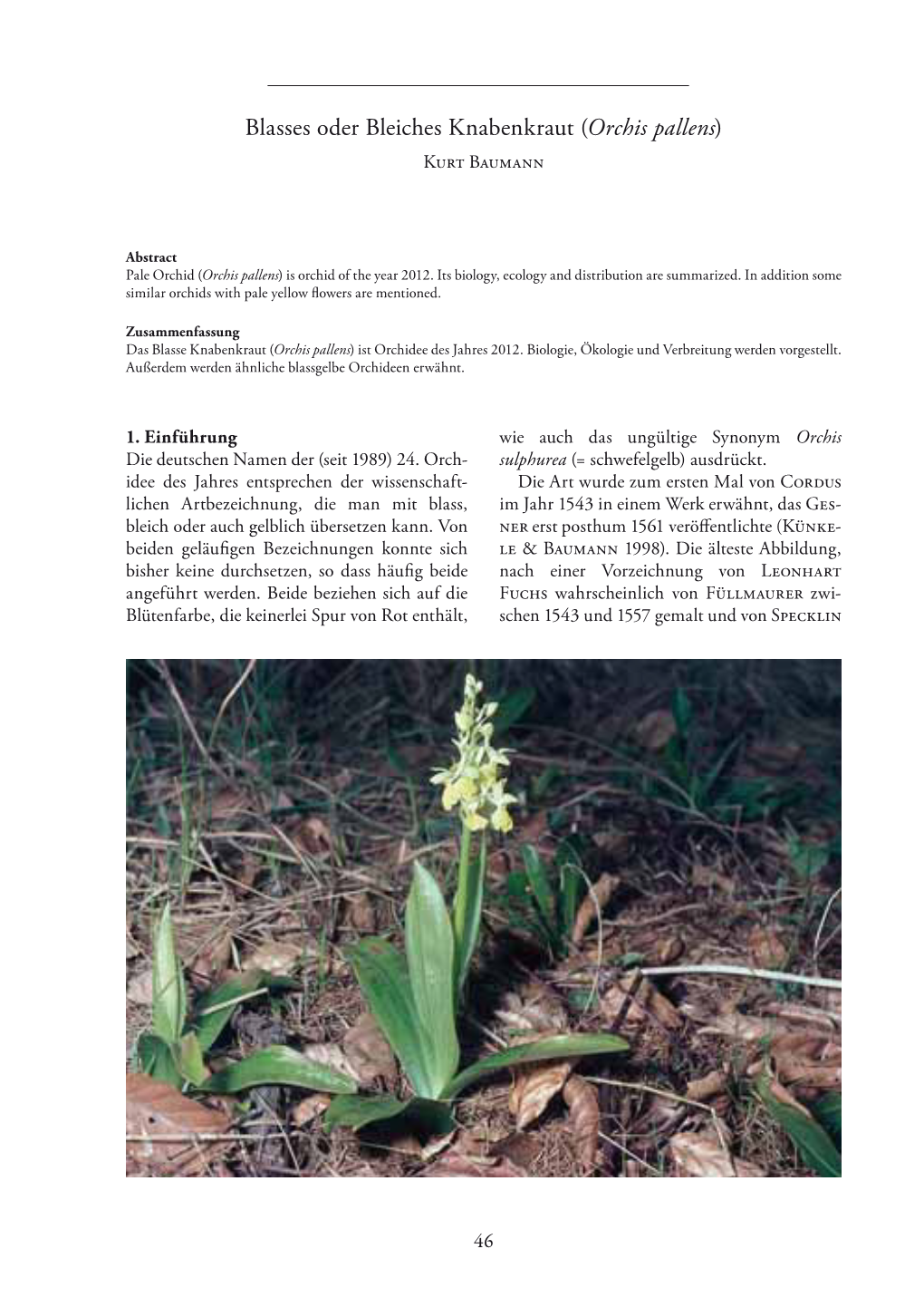 Blasses Oder Bleiches Knabenkraut (Orchis Pallens) Kurt Baumann